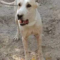 سگ نگهبان، افغان آلابای|سگ|شهریار, کردزار|دیوار