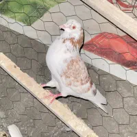 کبوتر
