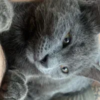 بچه گربه اسکاتیش