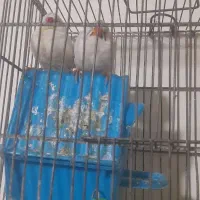 مرغ عشق