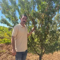 نهال بادام تونو و سوپرنوا