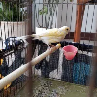 قناری ماده آماده و تخم گذار