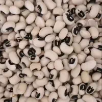 لوبیا چشم بلبلی