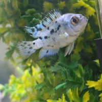 تعدادی ماهی کالر مولی و فایتر وماهی جک دمپسی