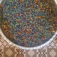 بنه کوهی|خوردنی و آشامیدنی|شیراز, میانرود|دیوار