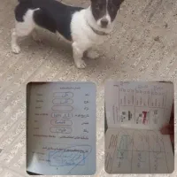 سگ پا کوتاه ماده ۶ ماهه|سگ|گرگان, |دیوار