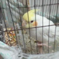 فروش عروس هلندی