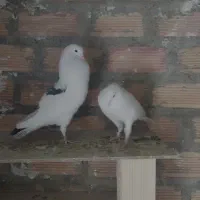 کبوتر نر فروشی خوش خال و قیافه دار