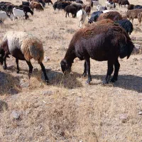 چهار راس میش قزل و قارا قزل  درجی یک یک