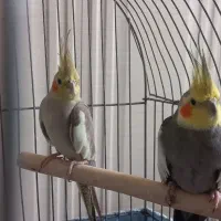 عروس هلندی مولد