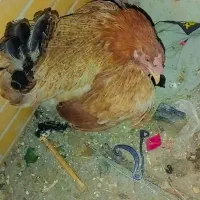 مرغ خروس لری. گلین|حیوانات مزرعه|خمینیشهر, |دیوار