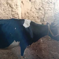 خریدوفروش انواع گاو