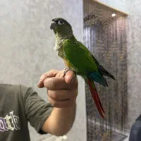 طوطی گرینچیک یلوساید