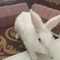 خرگوش خانگی سالم