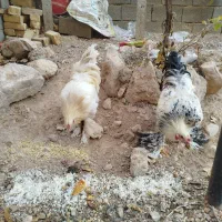 خروس برهما|حیوانات مزرعه|هشتگرد, فاز ۳ مهستان|دیوار