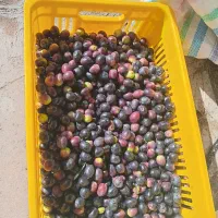 روغن زیتون اصل شمال|خوردنی و آشامیدنی|رشت, آب آسیاب|دیوار