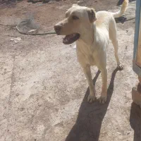 واگذاری الماس ماده افغان