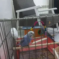 یک جفت مرغ عشق|پرنده|فردیس, داوری|دیوار