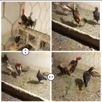جوجه مرغ و خروس  اصل و اصیل  اذریایجان غربی|حیوانات مزرعه|تهران, مخصوص|دیوار