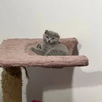 بچه گربه اسکاتیش فولد ۲ ماهه