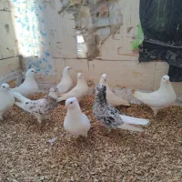 ۳جفت کفتر سفید نر ماده جفت