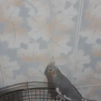 ۵ عددعروس هلندی|پرنده|قم, قلعه کامکار|دیوار