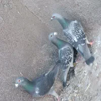 3عدد کبوتر نر