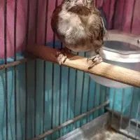 سهره قناری