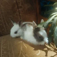 بچه خرگوش نآز