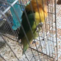 عروس هلندی|پرنده|مشگین شهر, |دیوار