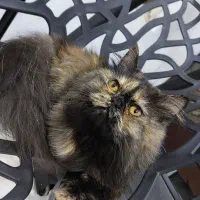 گربه ماده پرشین فلت مینیاتوری، 1ساله و عقیم