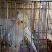 عروس هلندی جوان ۴ کلمه صحبت میکنه|پرنده|بندر امام خمینی, |دیوار