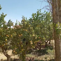 جابان باغچه۳۰۰+۴۰۰+۲۰۰داخل مجموعه باانشعابات اقساط|فروش زمین و ملک کلنگی|دماوند, دماوند|دیوار