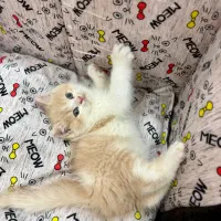 بریتیش گلد نر دو ماه و نیمه|گربه|اندیشه, اندیشه فاز ۴|دیوار