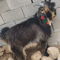 فروش دو عدد کهر تخمی اصلی رش گوش بلند|حیوانات مزرعه|ایذه, |دیوار