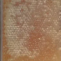 فروش تعداد۴۰کندو زنبور عسل کارنیکا آلمانی درجه یک|حیوانات مزرعه|نورآباد, |دیوار