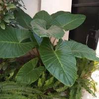 گل باباادم|گل و گیاه طبیعی|ساری, |دیوار