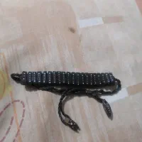 دستبند|بدلیجات|سهند, |دیوار