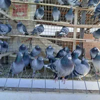 کبوتر پلاکی|پرنده|تهران, ترمینال جنوب|دیوار