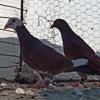 پلنگ سرخ