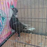 زرد دم سفید زاغ دم سفید|پرنده|قم, انسجام|دیوار