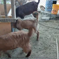 کهره ماده|حیوانات مزرعه|وحدتیه, |دیوار