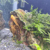 تیم نظافت آکواریوم کوریدوراس  انواع کت خاص شارژ شد|ماهی|مشهد, فاطمیه|دیوار