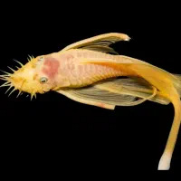 کت پوزه بوته ای مولد،کتفیش مولد،کت فیش