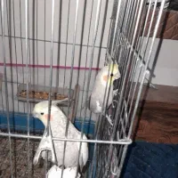 یک جفت عروس هلندی تخم گذار|پرنده|شیراز, کوشک میدان|دیوار