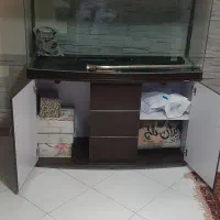 آکواریوم شیشه خم|ماهی|تهران, گیشا|دیوار