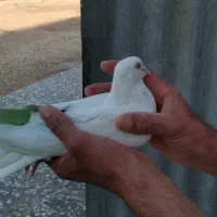 ماده چش و نوک سفید