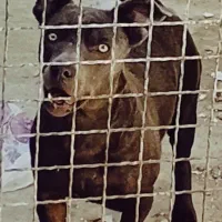 آره سگ ژرمن ۵ تومان