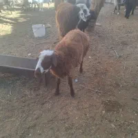 فروش بره نر وماده|حیوانات مزرعه|شاهرود, |دیوار