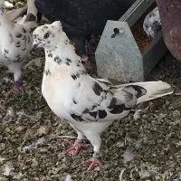 کفتر نر قاره پرشی|پرنده|هشتگرد, فاز ۱ مهستان|دیوار